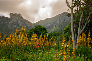 The Table, Cape Town, view from Kirstenbosch Gardens, South Africa