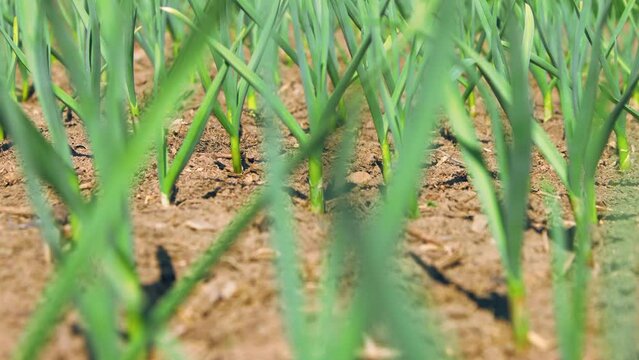 Garlic growing process in garden
