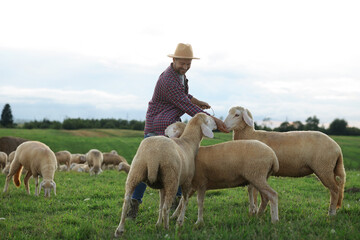 Smiling man with bucket feeding sheep on pasture at farm