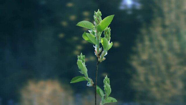 The process of bud opening and tree growth in spring