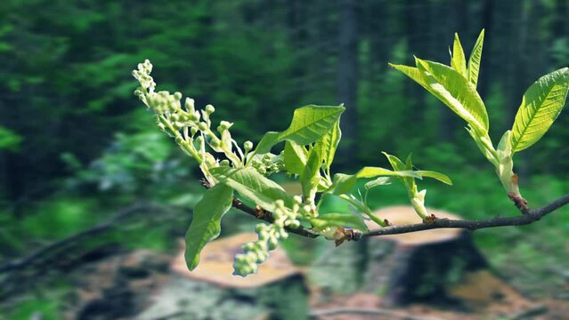 The process of bud opening and tree growth in spring