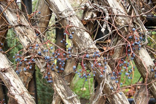 Wood fence with fruits, French countryside, France 