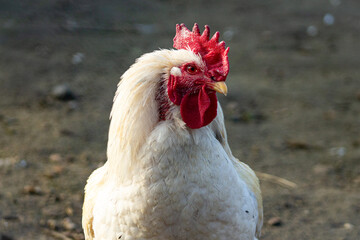 Portrait of a white rooster on a German chicken farm
