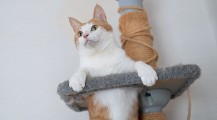 キャットタワーでポーズをとる猫　茶トラ白