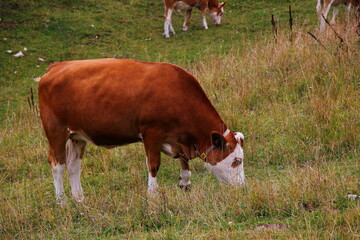 Cow grazing in a field