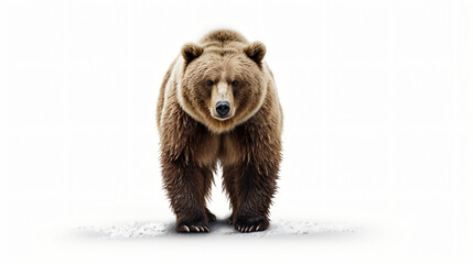 Bear Illustration on White Background