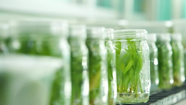 Tissue culture Using new technology Protect the environment.