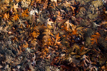 Nasse braune Blätter / schmutziges Herbstlaub auf dem Boden