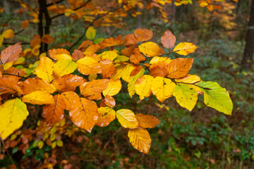 Gelb-braune nasse Blätter im Herbst / Herbstblätter / Herbstlaub im Wald