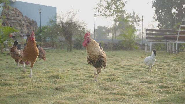 Hen Video, Chicken Morning stock video, Chicken and white rooster standing on a green grass video, Red warren hen, Indian Hen, Feathered Mornings Chicken and Rooster Scenes in Nature