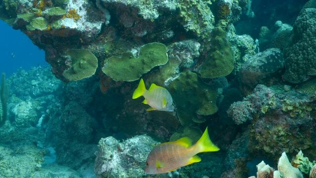 Tropical fish in the coral reef of the Caribbean Sea