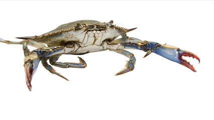 Aggressive and threatening blue crab on a white background, its invasive species but its meat is delicious