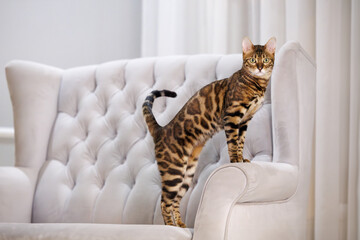 beautiful bengal cat posing on a couch indoors - obrazy, fototapety, plakaty
