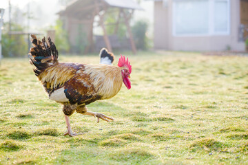 Hen image, Chicken Morning stock image, Chicken and white rooster standing on a green grass image,...