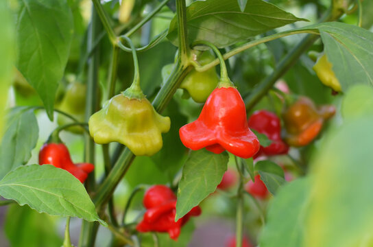 Hot red pepper belonging to the species Capsicum baccatum, whose fruits are shaped like a bell.