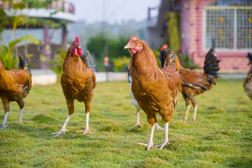 Hen image, Chicken Morning stock image, Chicken and white rooster standing on a green grass image,...