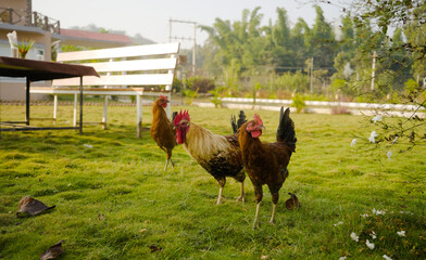 Hen image, Chicken Morning stock image, Chicken and white rooster standing on a green grass image, Red warren hen, Indian Hen  © OM RATHORE