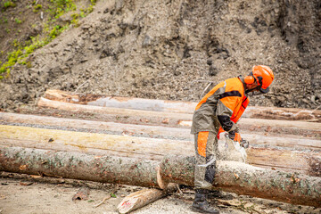 Woodcutter lumberjack is man chainsaw tree. Woodcutter saws tree chainsaw on sawmill. Hard wood...