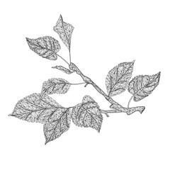 Branch  of apple tree   outline low-polygon on white  background   vector  illustration editable hand draw