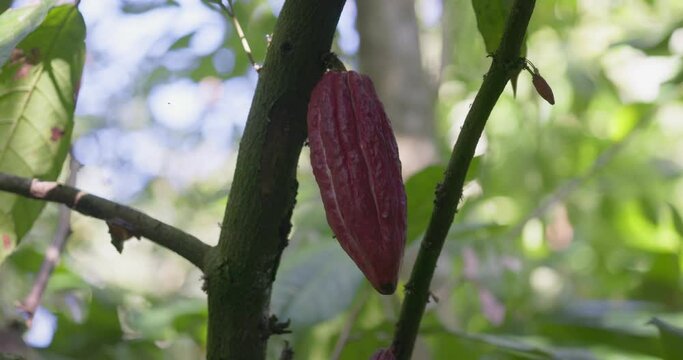 Cacao fruit on a tree, Bali, Indonesia