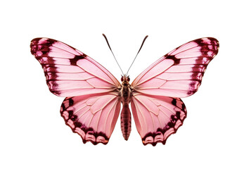 Pink butterfly in PNG format or on a transparent background. A decorative and design element for a project, banner, postcard, business, background. A beautiful bright butterfly.  Insect. - obrazy, fototapety, plakaty