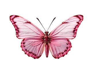Pink butterfly in PNG format or on a transparent background. A decorative and design element for a project, banner, postcard, business, background. A beautiful bright butterfly.  Insect.