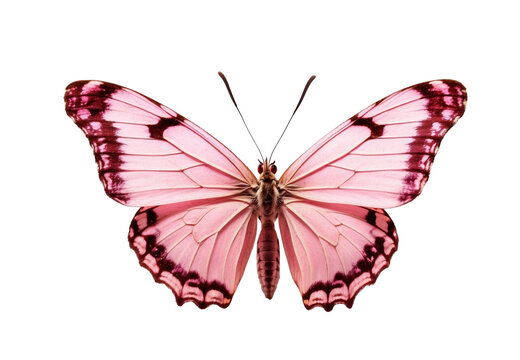 Fototapeta Pink butterfly in PNG format or on a transparent background. A decorative and design element for a project, banner, postcard, business, background. A beautiful bright butterfly.  Insect.