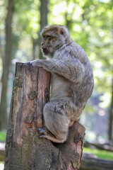Affe in der Natur