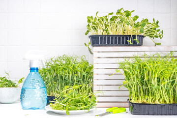 Microgreen sprouts in plastic boxes