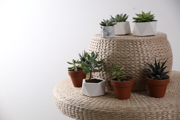 Beautiful succulents on wicker stand, space for text. Interior decoration