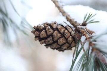 Snowy pine branch with cone on blurred background, closeup. Winter season