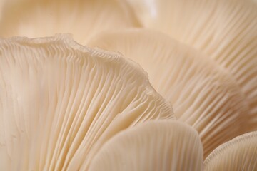 Fresh oyster mushrooms as background, macro view