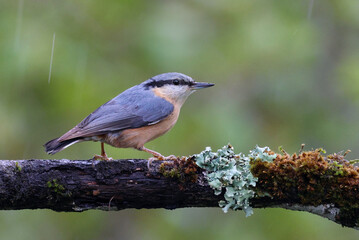 Eurasian nuthatch or wood nuthatch (Sitta europaea) perched on a mossy branch of a tree. Colorful forest bird with green isolated background. Cute bird in nature background with space for text.