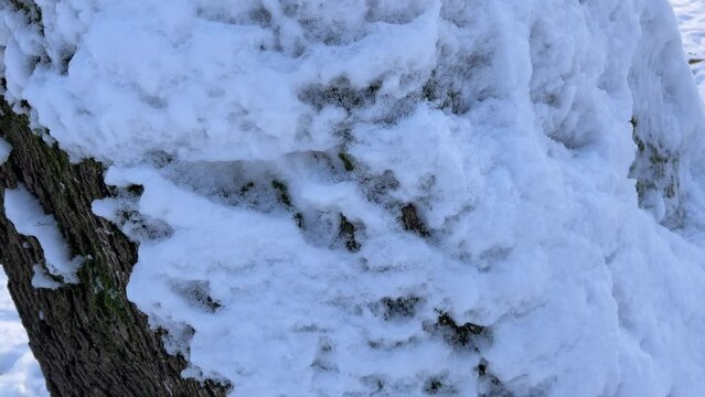Trees covered with snow. Shooting in winter.