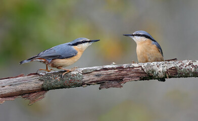 Naklejka premium Couple of eurasian nuthatch or wood nuthatch (Sitta europaea) perched on a branch in autumn. Two colorful forest birds with isolated background. Cute couple of loving birds in nature, space for text.
