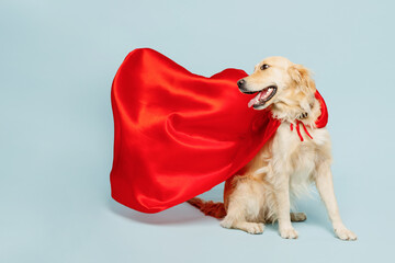 Full body golden retriever Labrador dog wearing red super hero suit pov defend look aside isolated...