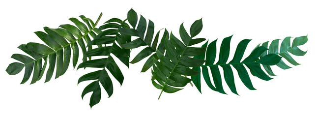 Monstera pinnatipartita leaves (Siam Monstera) large green leaves that hollow veins. On rainy season at garden. PNG File, On white background, isolated, panorama. Thailand.