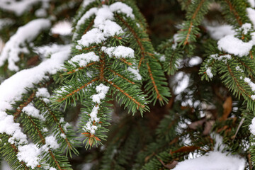 Naklejka na ściany i meble Fir tree branches covered with snow in winter park, closeup