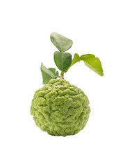 Obraz premium Kaffir lime with leaves on a transparent background.