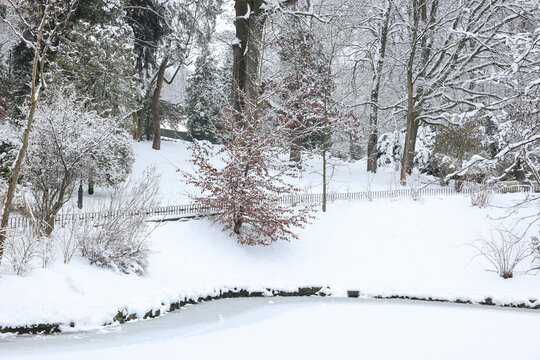 Trees covered with snow and frozen pond in winter park