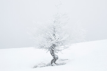 Fototapeta na wymiar Beautiful tree covered with snow on winter day