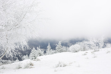 Picturesque view of trees and plants covered with snow in mountains on winter day