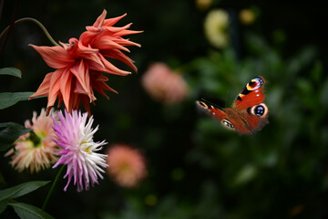 Schmetterling 1125 © K.-U. Häßler