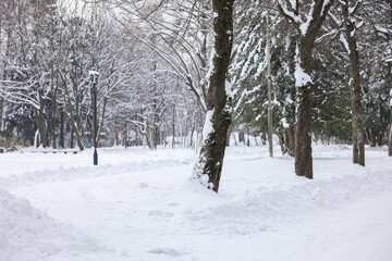 Trees covered with snow in winter park