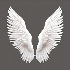 white angel wing  on gray or black background for designer graphic stock photo