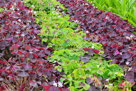 Oxalis triangularis is growing in greenhouse. Violet and green plant. Cultivated for its romantic flowers.