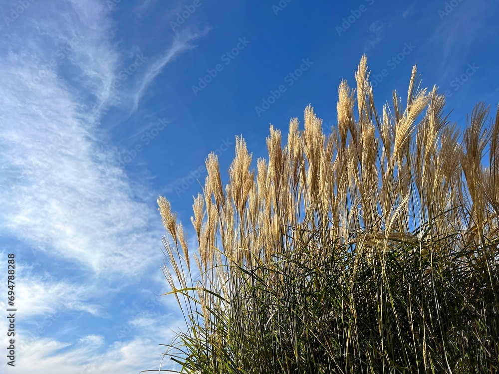 Wall mural pampas grass miscanthus against sky clouds