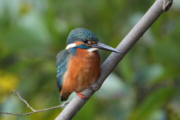 common kingfisher in a forest