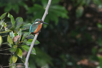 common kingfisher in a forest