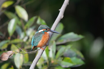 common kingfisher in a forest